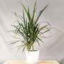 Dragon Tree, Dracaena - 50 Seeds thumbnail number null